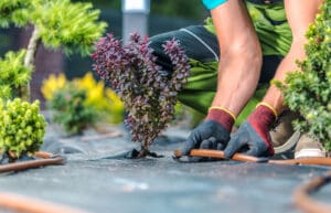 Drip-Irrigation-Albuquerque-by-ASAP-Sands-Outdoor-Services