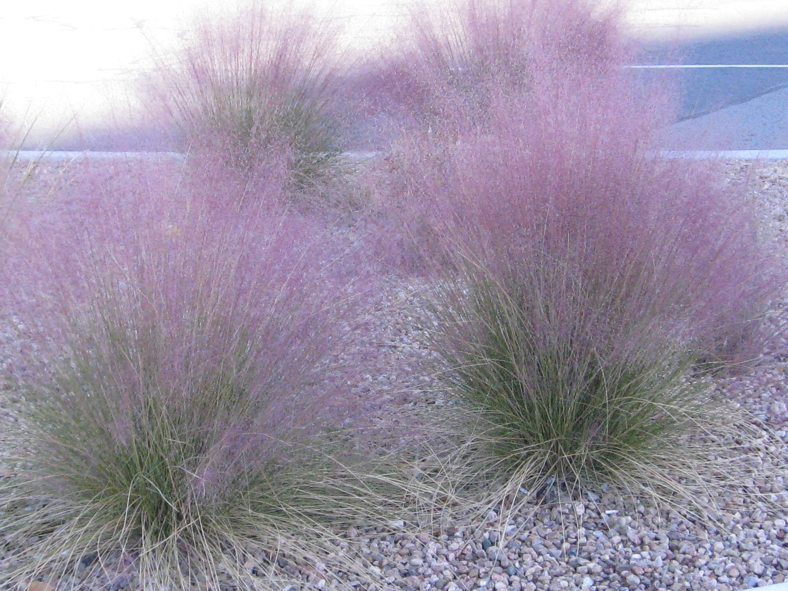 Drought Tolerant Landscape Plants