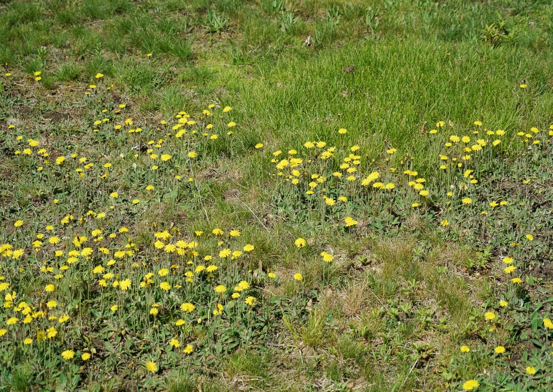 Lawn Weed Control Albuquerque Slider