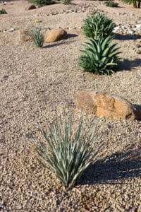 Xeriscape-Landscaping-Albuquerque-ASAP-Sands-Outdoor-Services